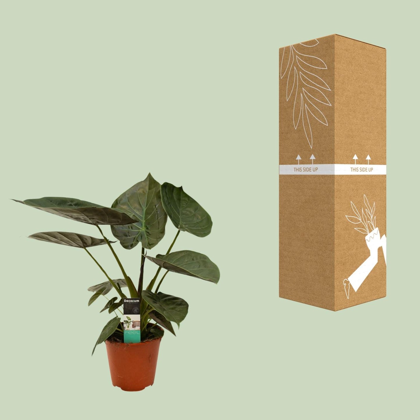 Alocasia Wentii - Ø19cm - ↕75cm