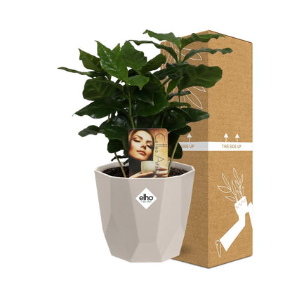 Coffea Arabica in ELHO b.for rock 14 cm warm grey