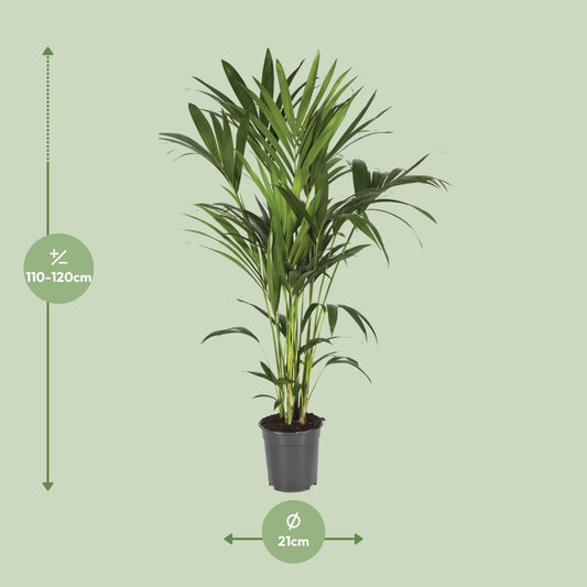 Howea Forsteriana - Ø21cm - ↕120cm