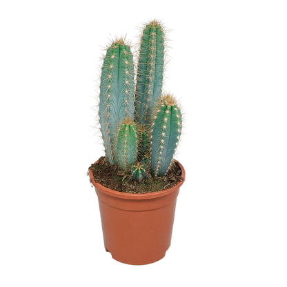 Blauer Säulenkaktus – 17 cm Pilosocereus azureus