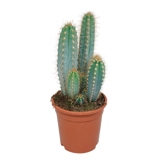 Blauer Säulenkaktus – 17 cm Pilosocereus azureus