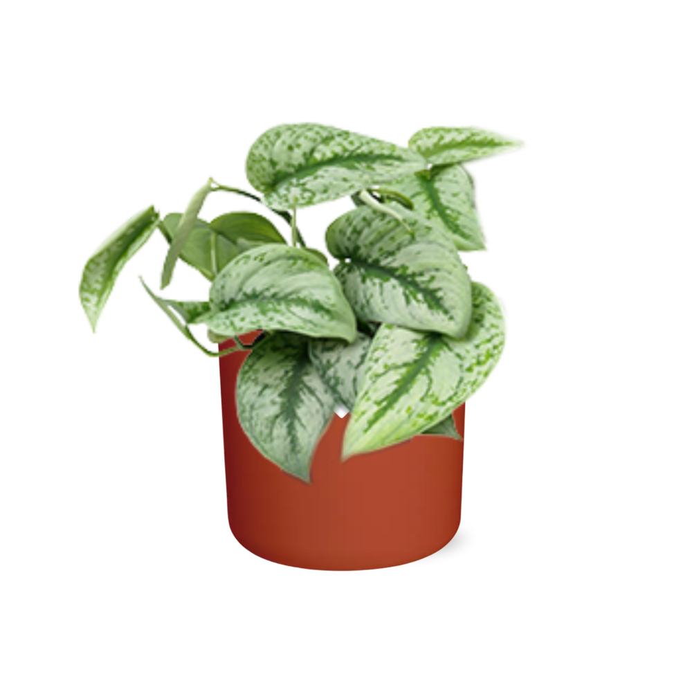 Scindapsus Pictus ‘Trebie’ in ELHO b.for soft rond 14cm brique