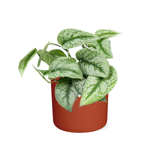 Scindapsus Pictus ‘Trebie’ in ELHO b.for soft rond 14cm brique