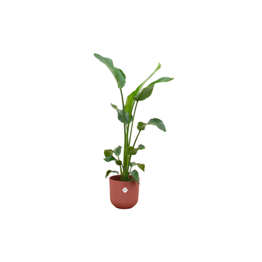 Paradiesvogelblume 100 cm mit Design-Topf