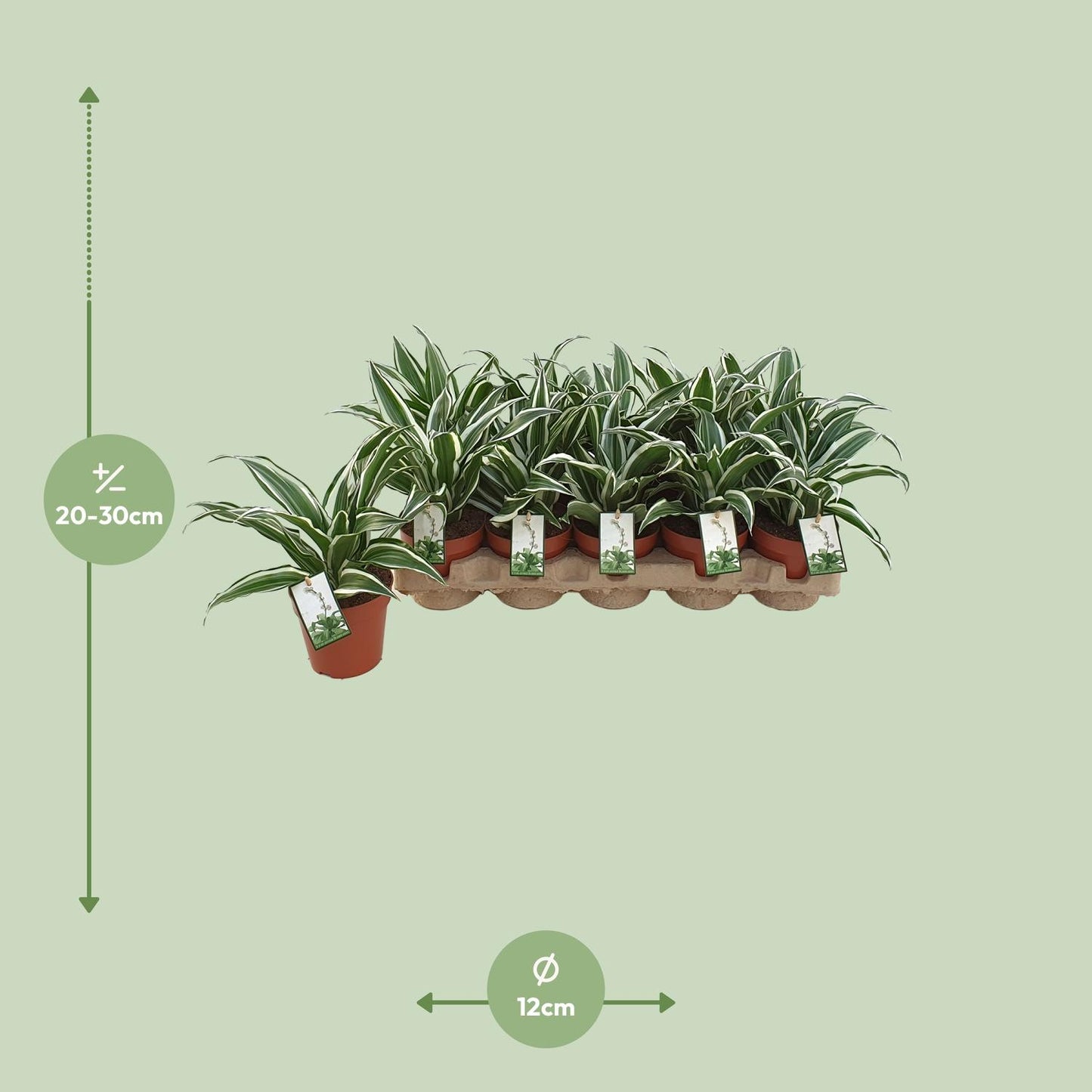 Dracaena White Jewel - Ø12cm - ↕25cm