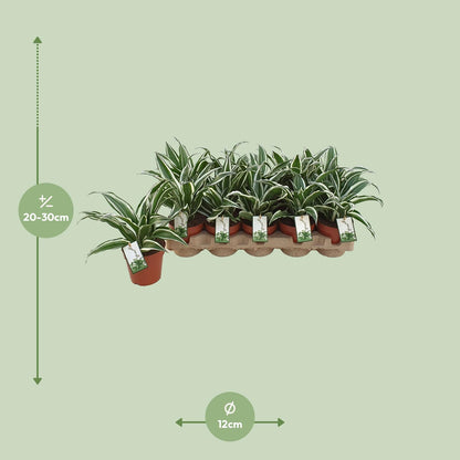 Dracaena White Jewel - Ø12cm - ↕25cm
