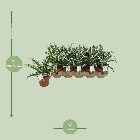 Dracaena White Jewel - Ø12cm - ↕25cm