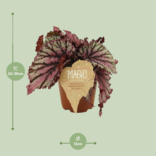 Begonia Rex Merenque - Ø12cm - ↕25cm