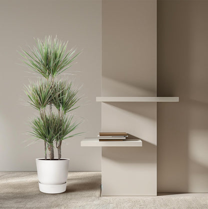 Dracaena Bicolor Carrousel - 150 cm - ø31