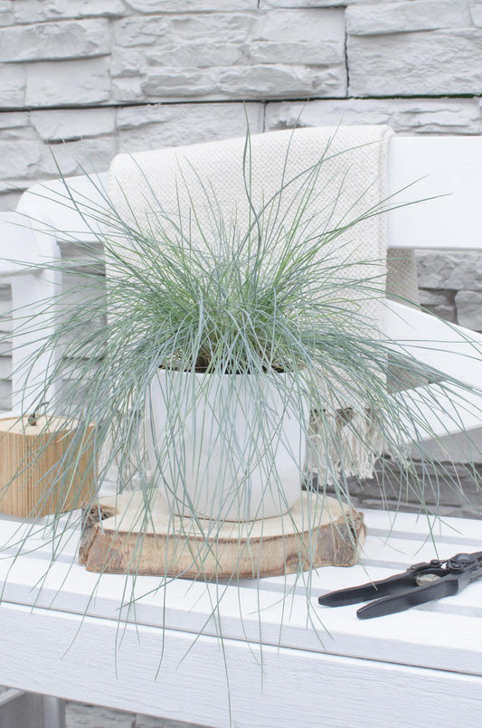 Festuca glauca Azura Blue - Ø14 - ↨30cm