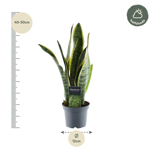 Bogenhanf 'Laurentii' – Pflegeleichte Zimmerpflanze 45 cm
