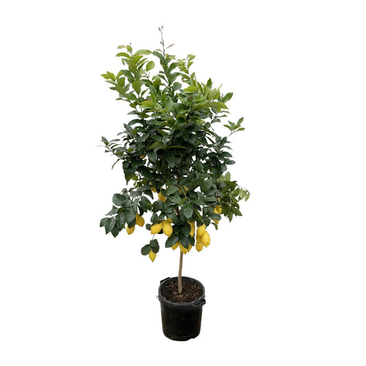 Zitronenbaum 200 cm – Mediterrane Kübelpflanze für sonnige Plätze