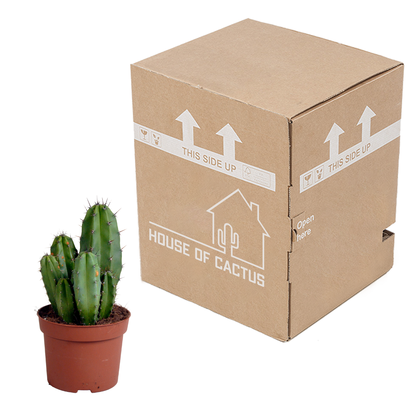 Chula Säulenkaktus 12cm – Exotischer Wüstenflair für Zuhause