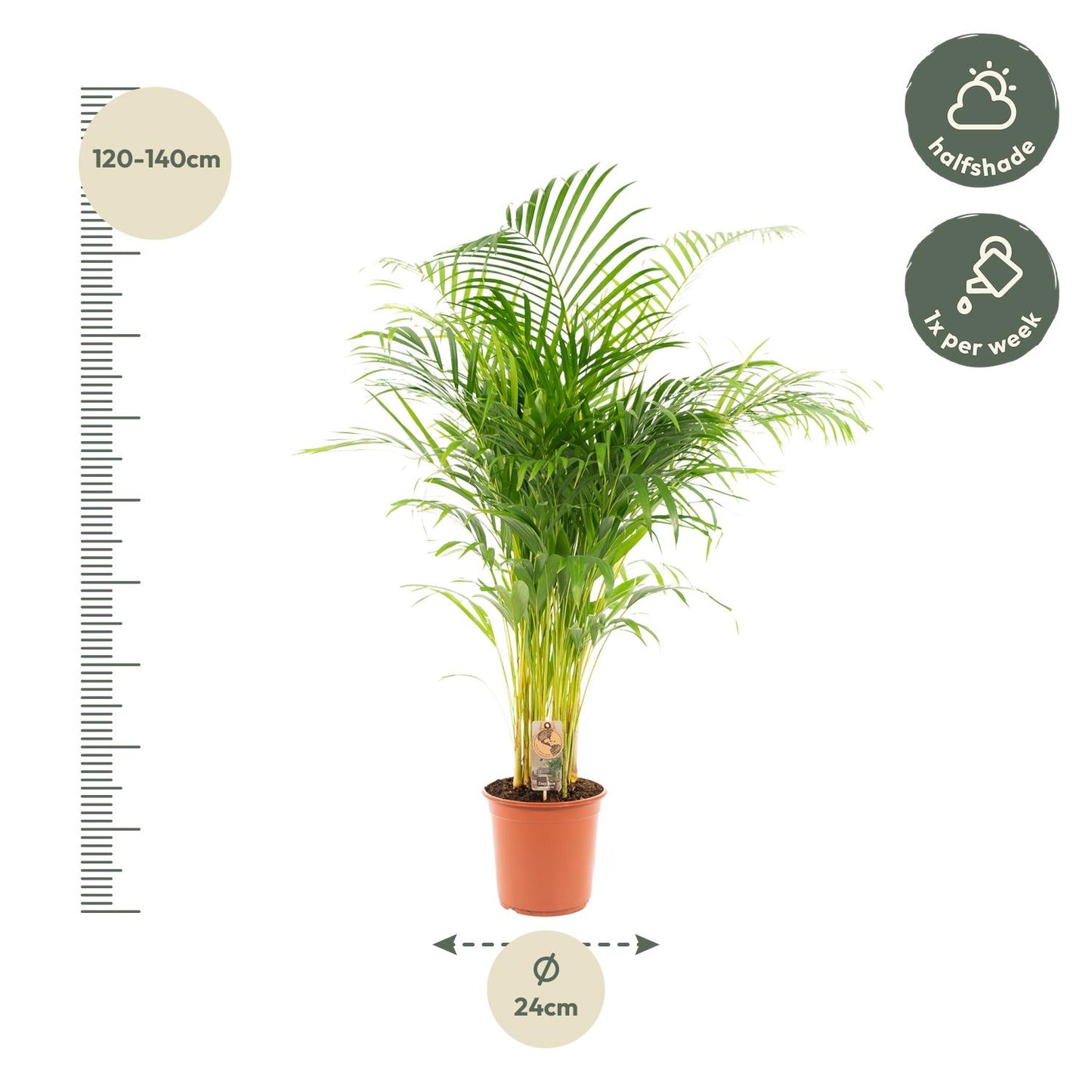 Goldfruchtpalme Areca Palme – 130 cm, luftreinigend