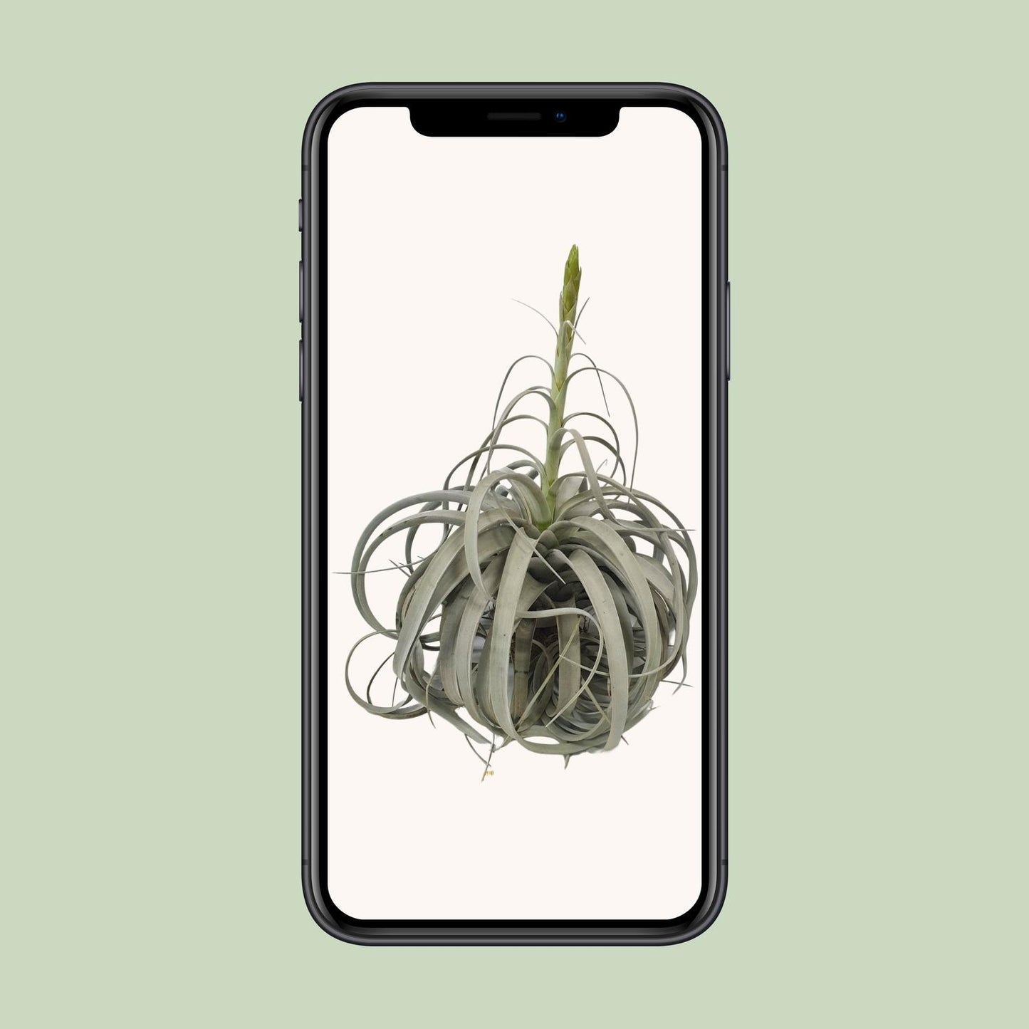 Tillandsia Xerographica - Ø35cm - ↕50cm