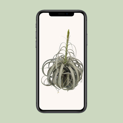Tillandsia Xerographica - Ø35cm - ↕50cm