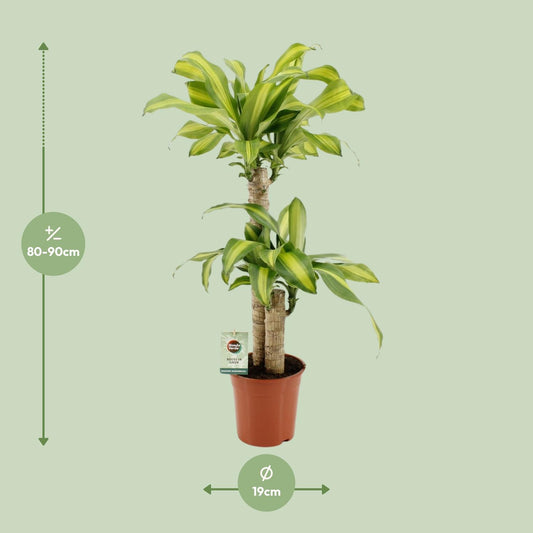 Dracaena Fragrans Massangeana - Ø19cm - ↕90cm