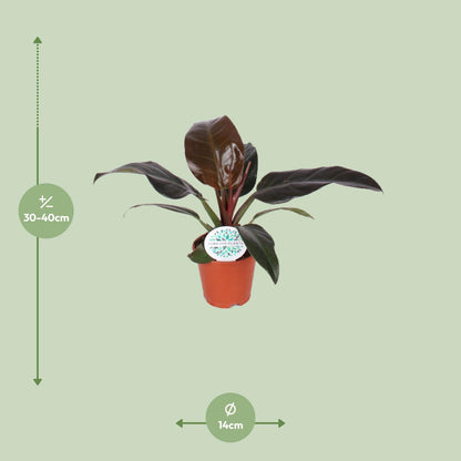Philodendron Imperial Red - Ø14cm - ↕40cm
