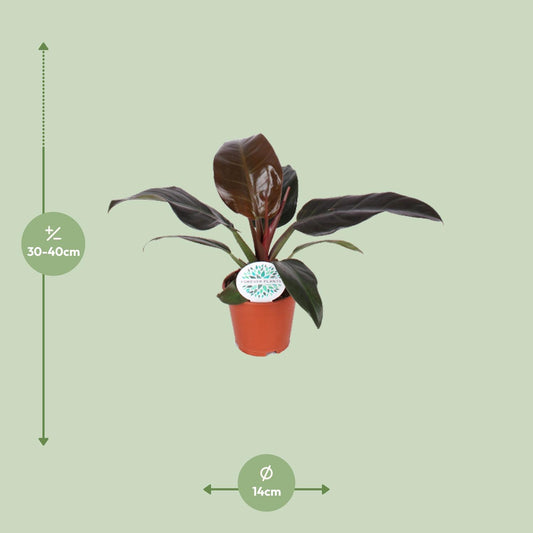 Philodendron Imperial Red - Ø14cm - ↕40cm