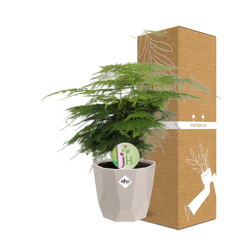 Asparagus ‘Plumosus’ in ELHO b.for rock 14 cm warm grey