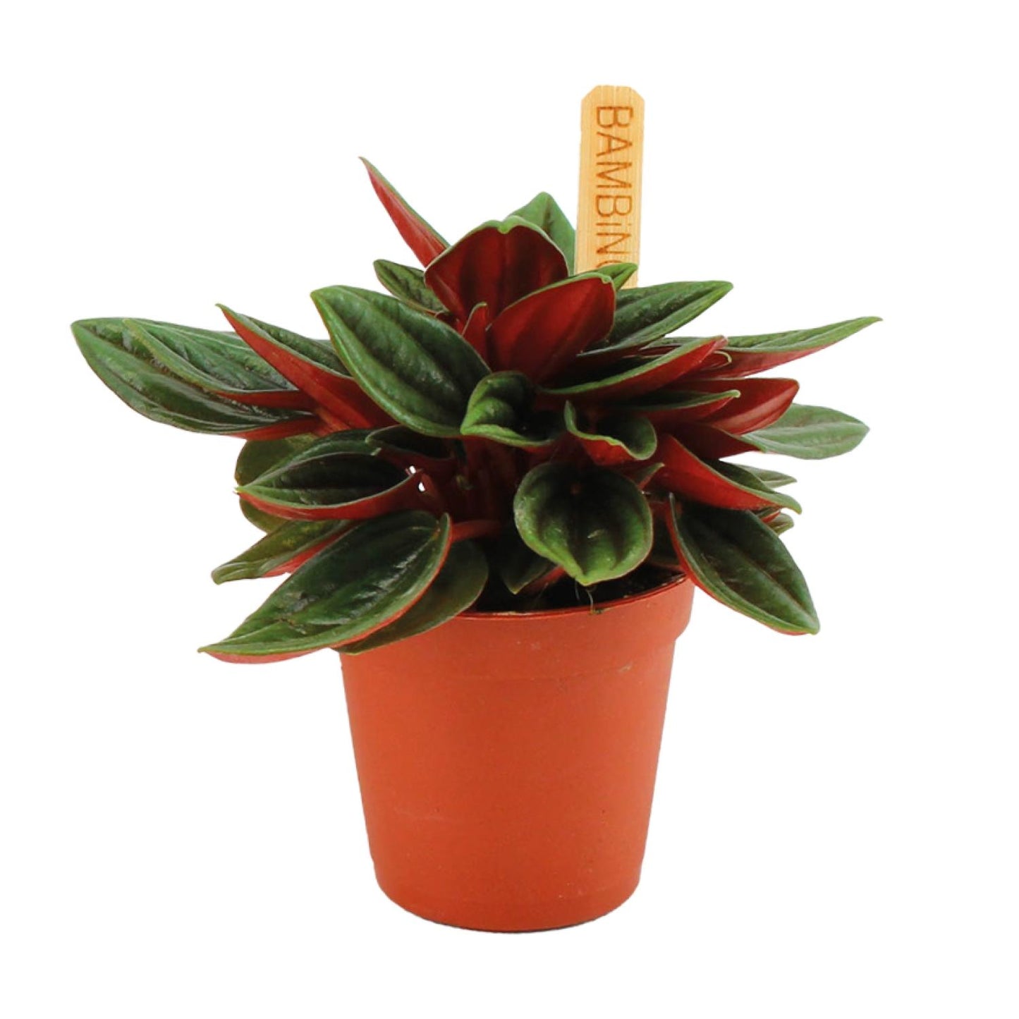 Peperomia Caperata Rosso - Ø6cm - ↕10cm