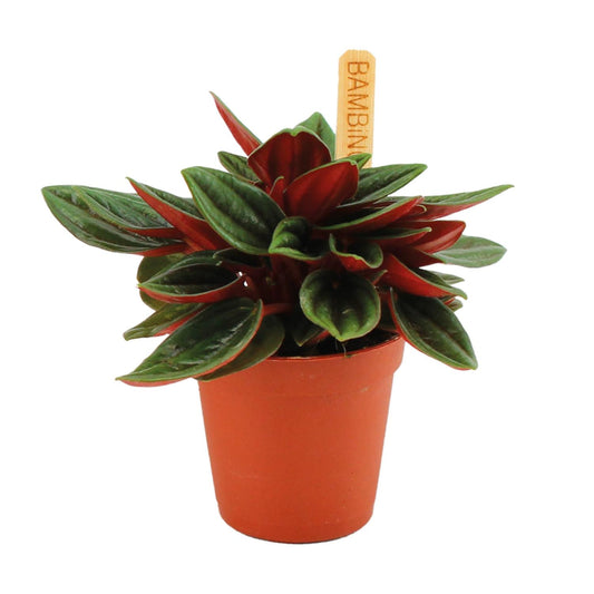 Peperomia Caperata Rosso - Ø6cm - ↕10cm