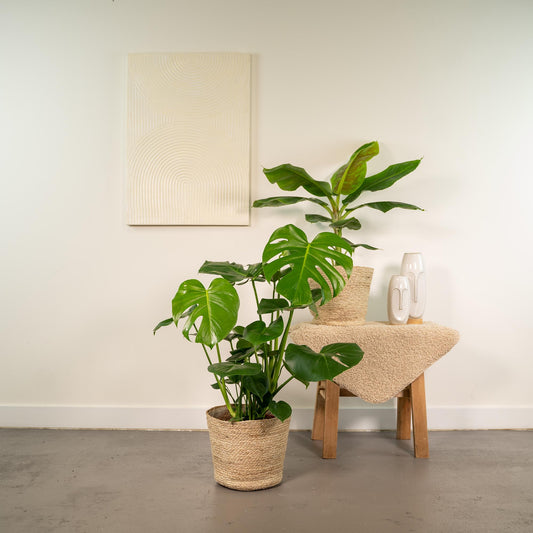 Monstera Deliciosa - Ø21cm - ↕75cm + Musa Dwarf Cavendish - Ø21cm - ↕85cm + Korb Selin