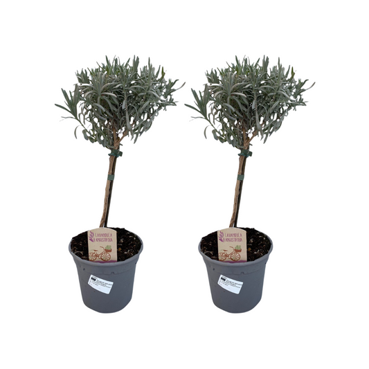 Lavandula Angustifolia Stam - 2 Stücke - Ø14cm - ↕45cm