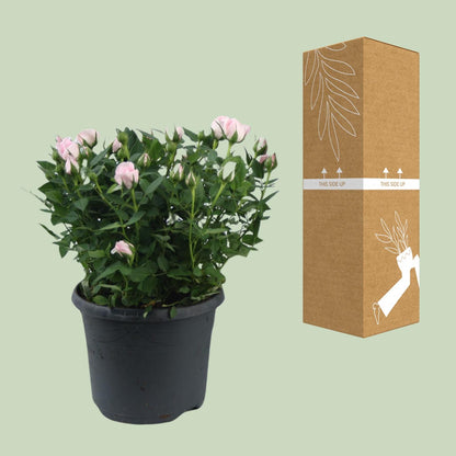 Rosa Jewel Patio Baby - Ø17cm - ↕30cm