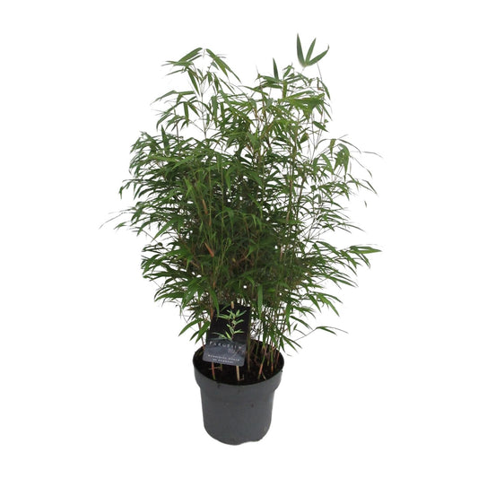 Fargesia Rufa C5 - Niet - Woekerende Bamboe - Ø23cm - ↕95cm