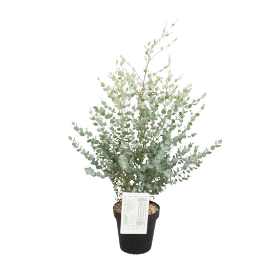 Eucalyptus Gunni - Ø23cm - ↕75cm