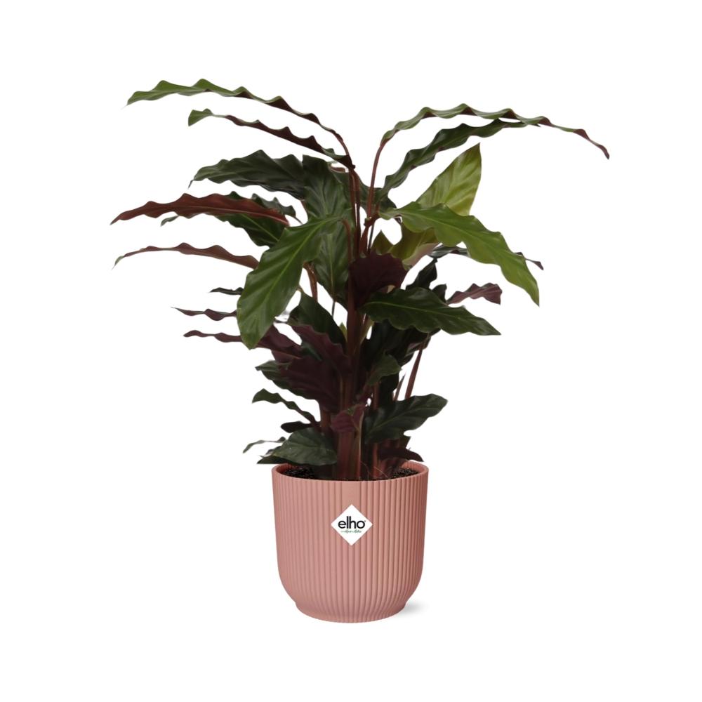 Calathea Rufibarba ‘Tropistar’ in ELHO Vibes Fold 14cm roze