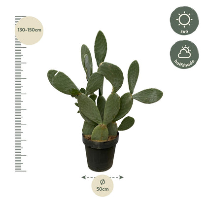 Feigenkaktus 120 cm – Mediterrane, pflegeleichte Sukkulente