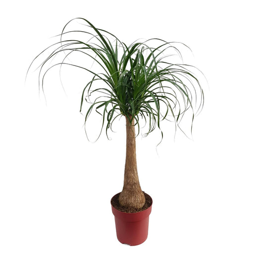 Beaucarnea "Maya Palm" Stam P27 - Ø27cm - ↕110cm
