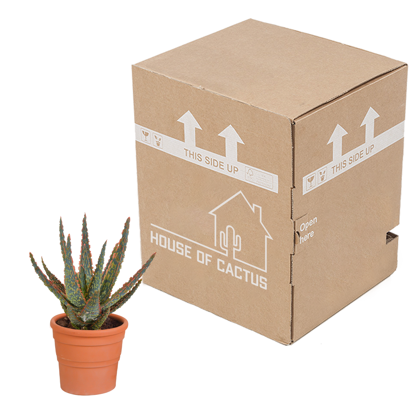 Zebra-Aloe 'Dannyz' im Terrakotta-Topf – Exotische Sukkulente