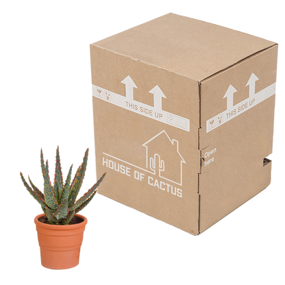 Zebra-Aloe 'Dannyz' im Terrakotta-Topf – Exotische Sukkulente