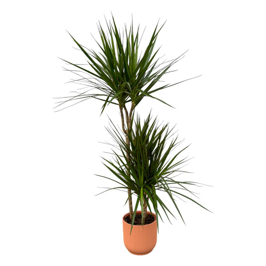 Drachenbaum 'Marginata' – 120 cm pflegeleichte Zimmerpflanze