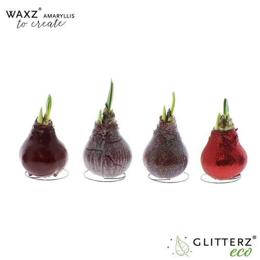 Amaryllis Waxz To Create Bordeaux - 4 Stücke - Ø7 cm - ↕15 cm