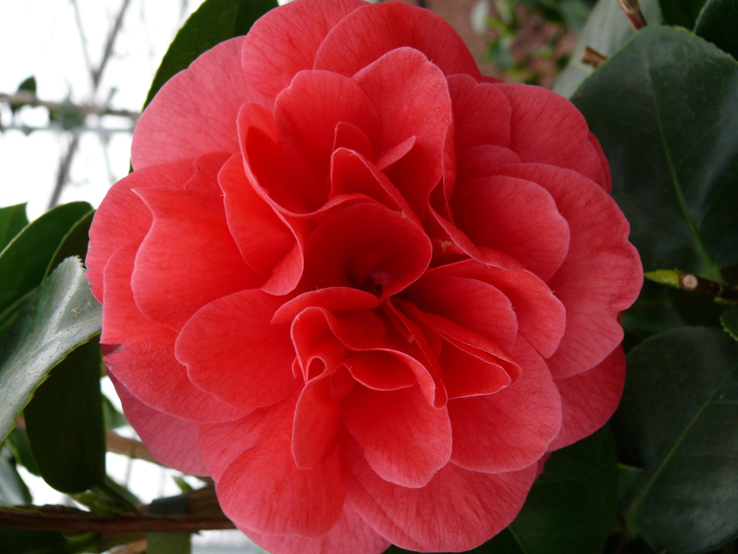 Camellia jap. 'Lady Campbell' - Ø26cm - ↕55cm - Ø29 - ↨90cm