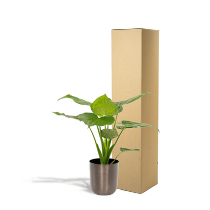 Alocasia Cucullata - Ø19cm - ↕65cm + Topf Mayk Lead