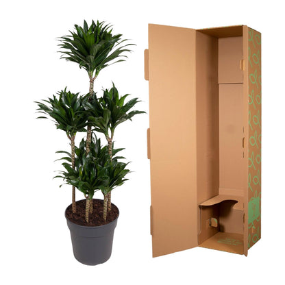 Drachenbaum 'Carrousel' – Stilvolle und pflegeleichte Zimmerpflanze 130 cm