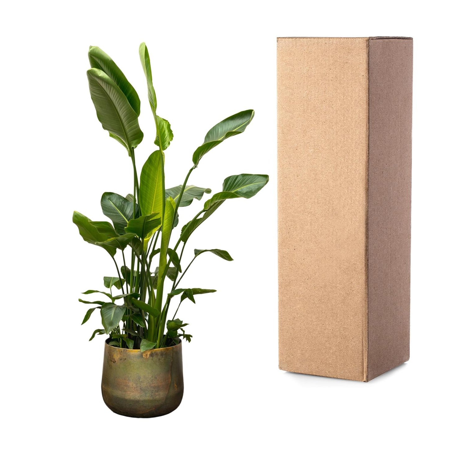 Paradiesvogelblume XXL – Strelitzia Nicolai 250 cm