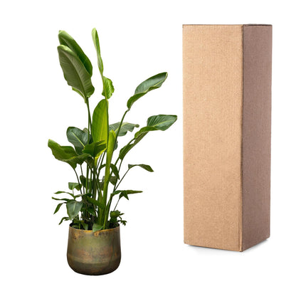 Paradiesvogelblume XXL – Strelitzia Nicolai 250 cm