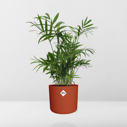 Chamaedorea in ELHO b.for soft rond 14cm brique