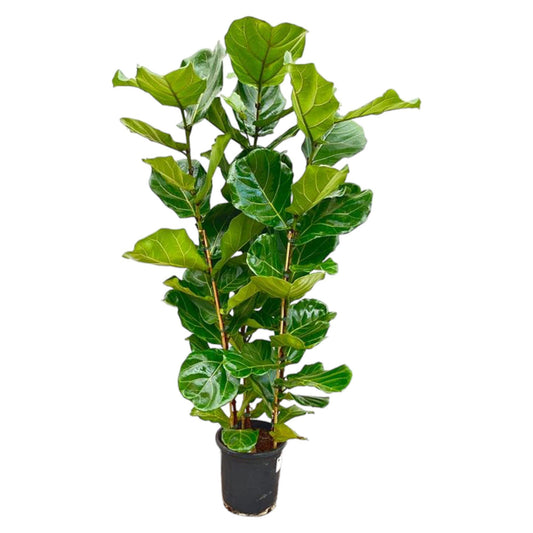 Geigenfeige 155 cm – Stilvolle, pflegeleichte Zimmerpflanze