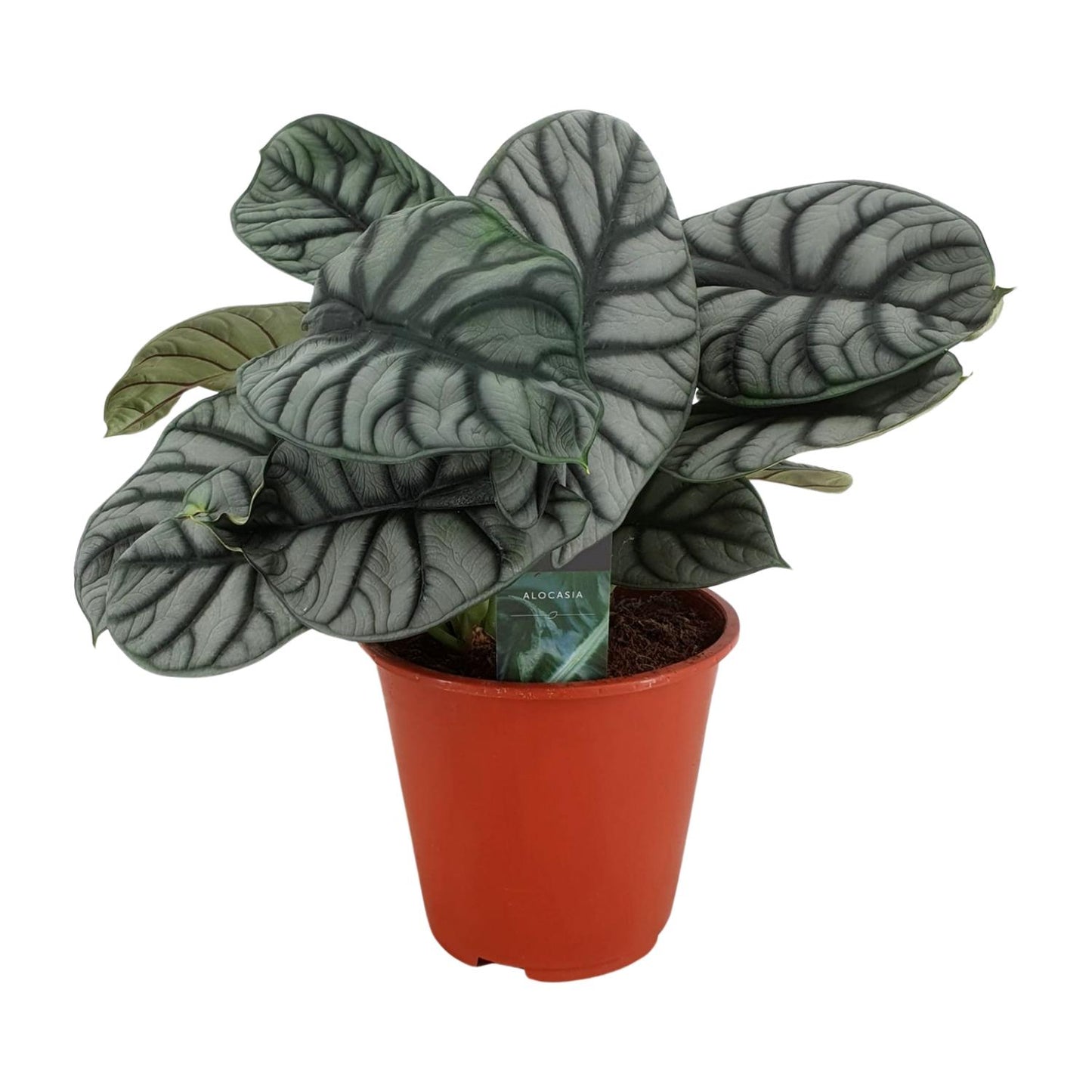Alocasia Silver Dragon - Ø19cm - ↕45cm