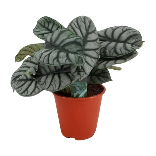 Alocasia Silver Dragon - Ø19cm - ↕45cm