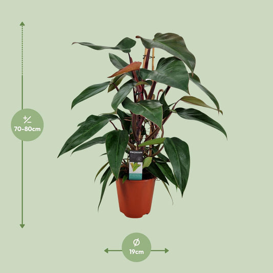 Philodendron New Red Pyramide - Ø19cm - ↕75cm