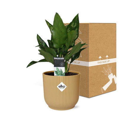 Aglaonema Maria in ELHO Vibes Fold 14cm geel