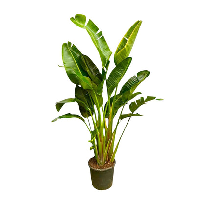 Weißer Paradiesvogel XXL – Strelitzia Augusta 250cm
